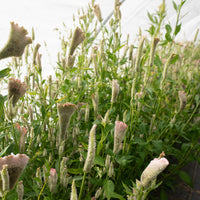 Celosia Pink Chenille growing in the field