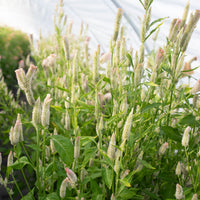 Celosia Pink Chenille growing in the field