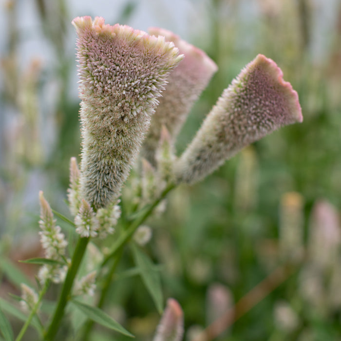 A close up of Celosia Pink Chenille