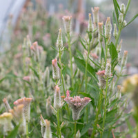 Celosia Pink Chenille growing in the field