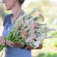 An armload of Celosia Pink Chenille