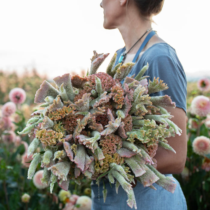 An armload of Celosia Pink Chenille