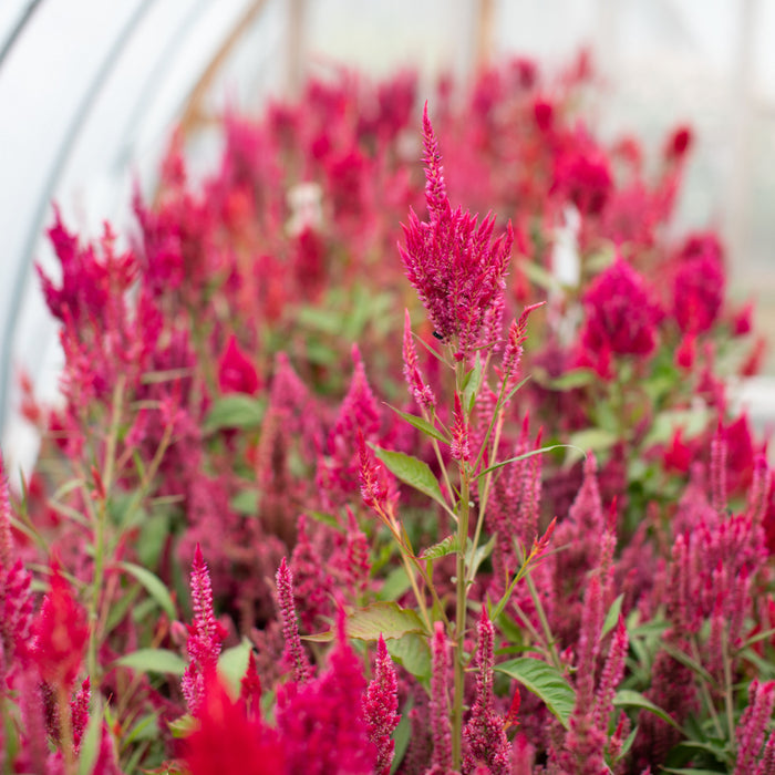 Celosia Raspberry Lemonade growing in the field