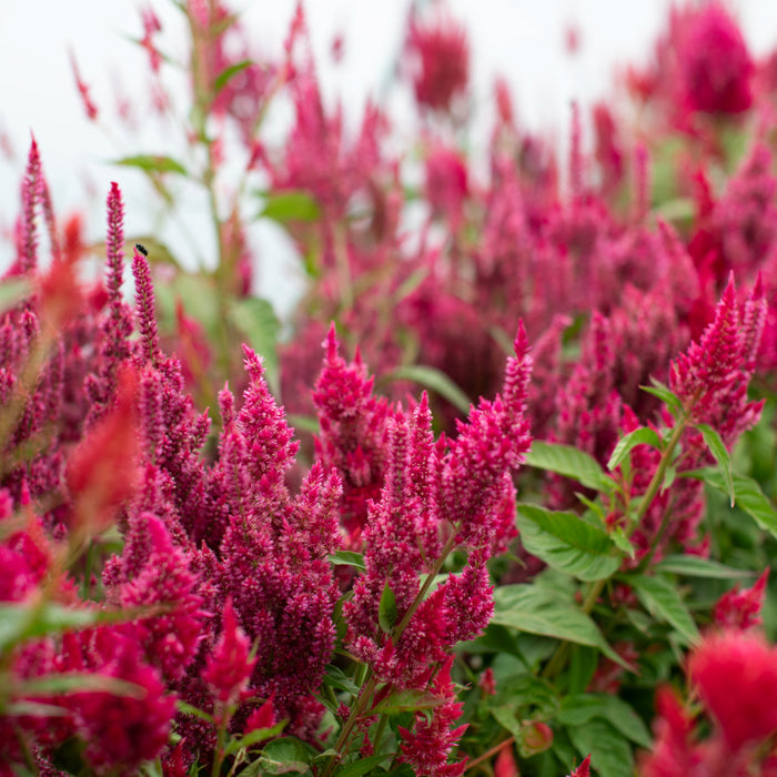 Celosia Raspberry Lemonade growing in the field