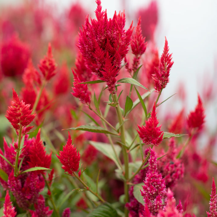 A close up of Celosia Raspberry Lemonade