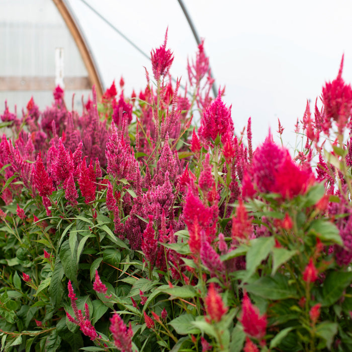 Celosia Raspberry Lemonade growing in the field