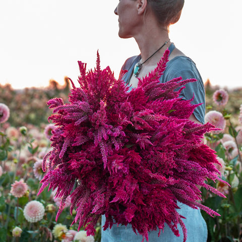 An armload of Celosia Raspberry Lemonade