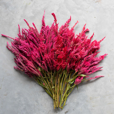 An overhead of Celosia Raspberry Lemonade