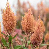 A close up of Celosia Rose Gold