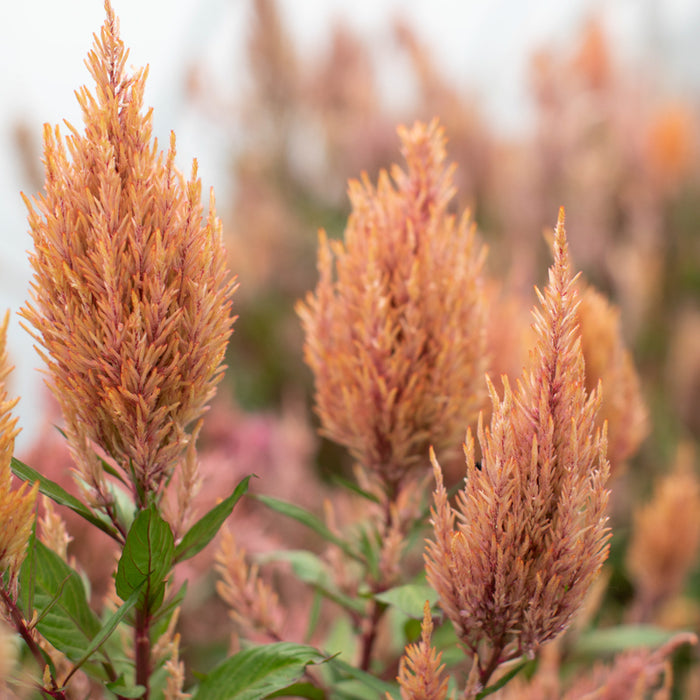 A close up of Celosia Rose Gold