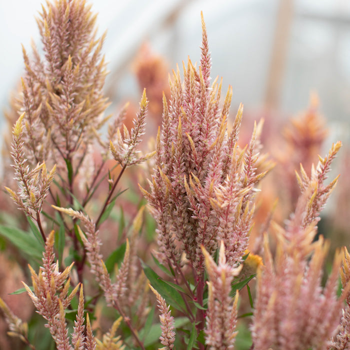 A close up of Celosia Rose Gold