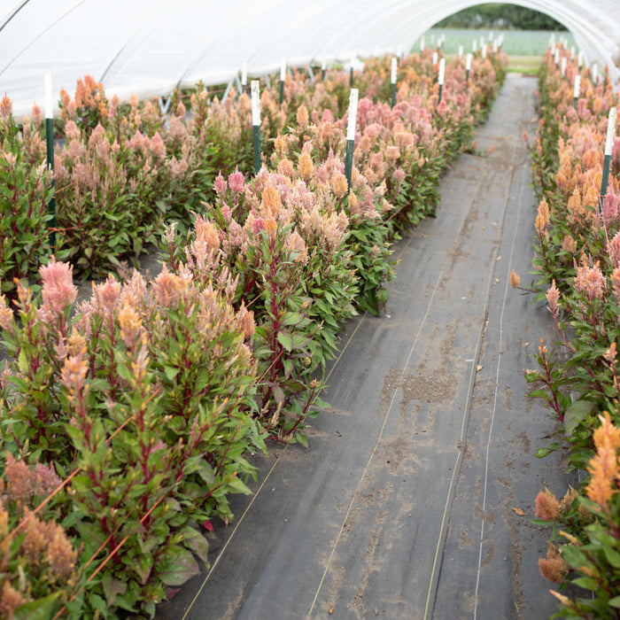 Celosia Rose Gold growing in the field