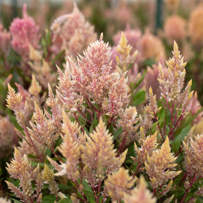 A close up of Celosia Rose Gold