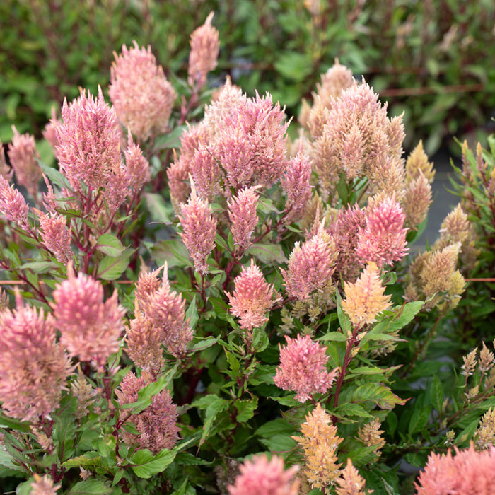 Celosia Rose Gold growing in the field
