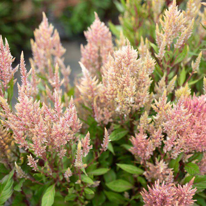 Celosia Rose Gold growing in the field