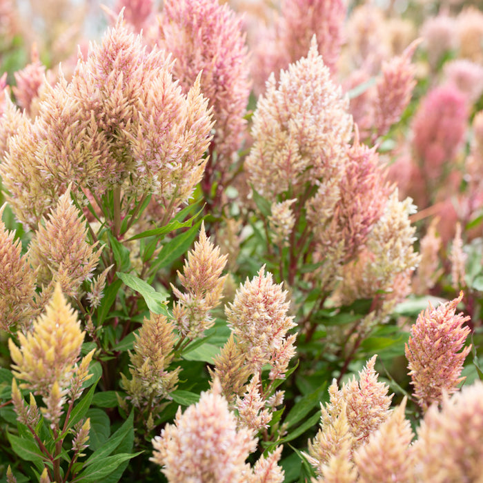 Celosia Rose Gold growing in the field