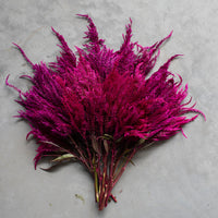 An overhead of Celosia Sangria Mix