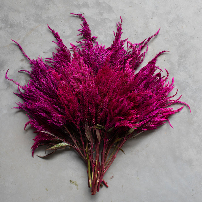 An overhead of Celosia Sangria Mix
