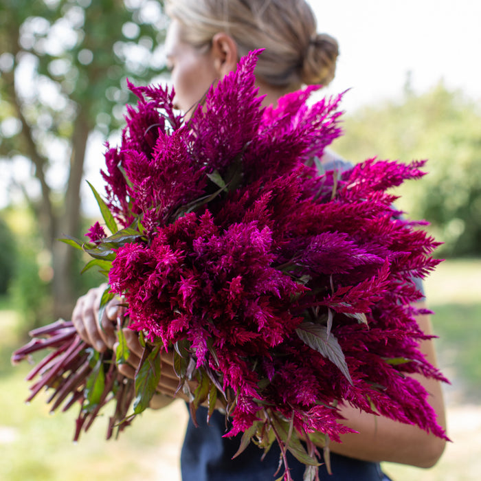 An armload of Celosia Sangria Mix