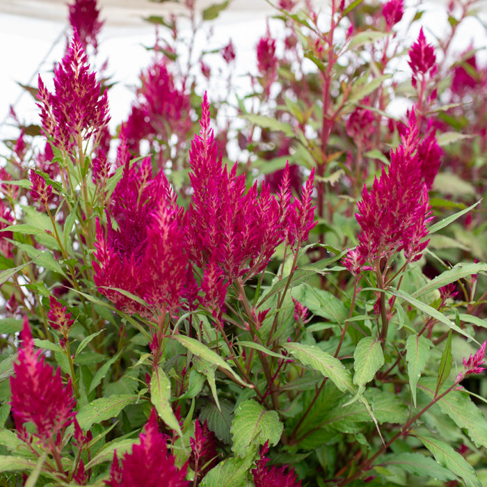 Celosia Sangria Mix growing in the field