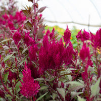 Celosia Sangria Mix growing in the field