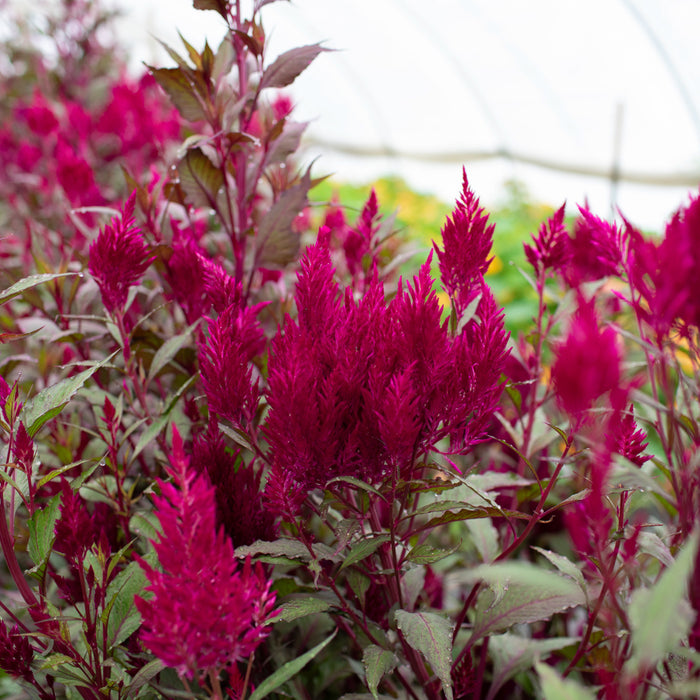 Celosia Sangria Mix growing in the field