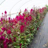 Celosia Sangria Mix growing in the field