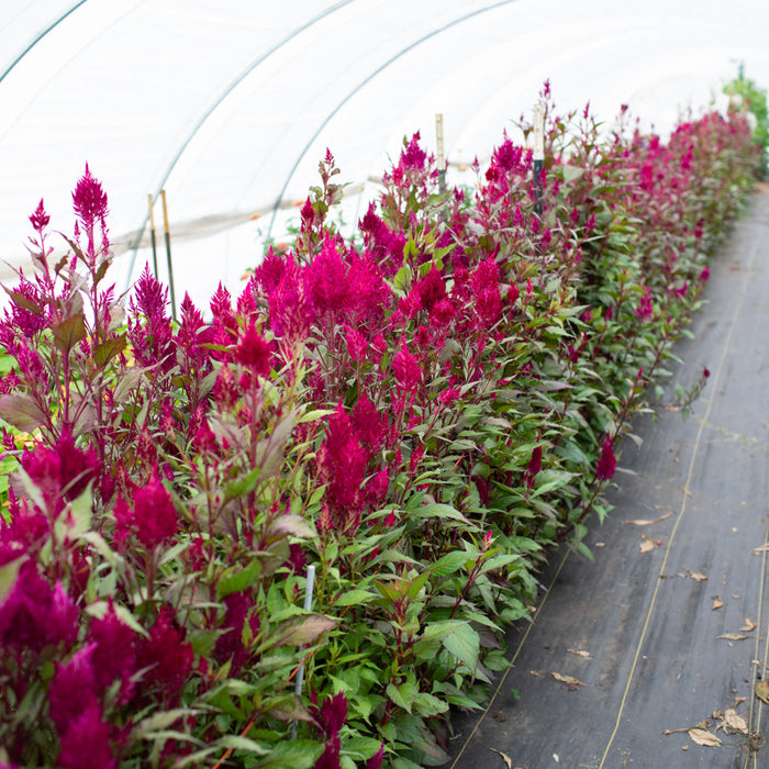 Celosia Sangria Mix growing in the field