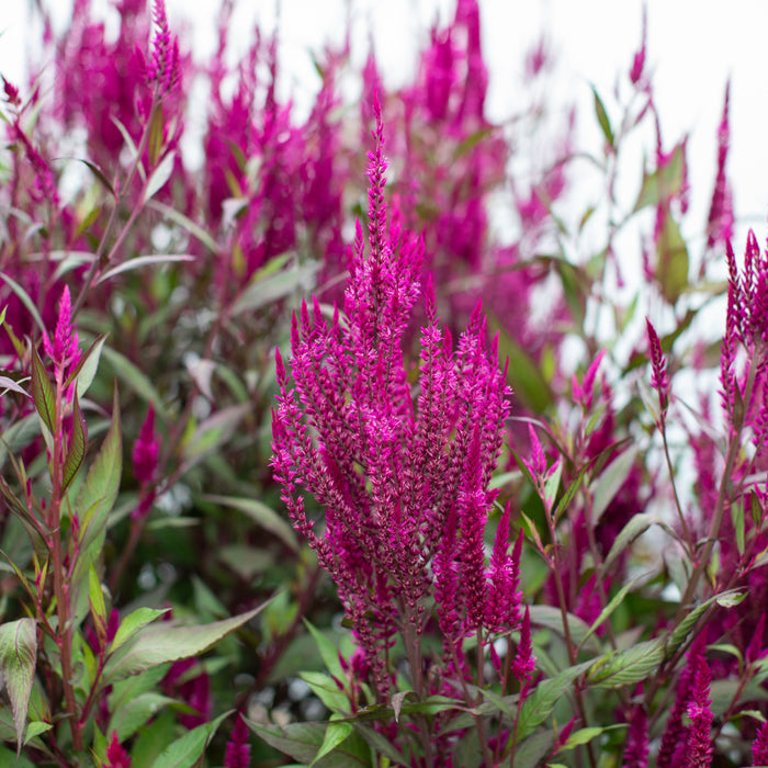 A close up of Celosia Sangria Mix