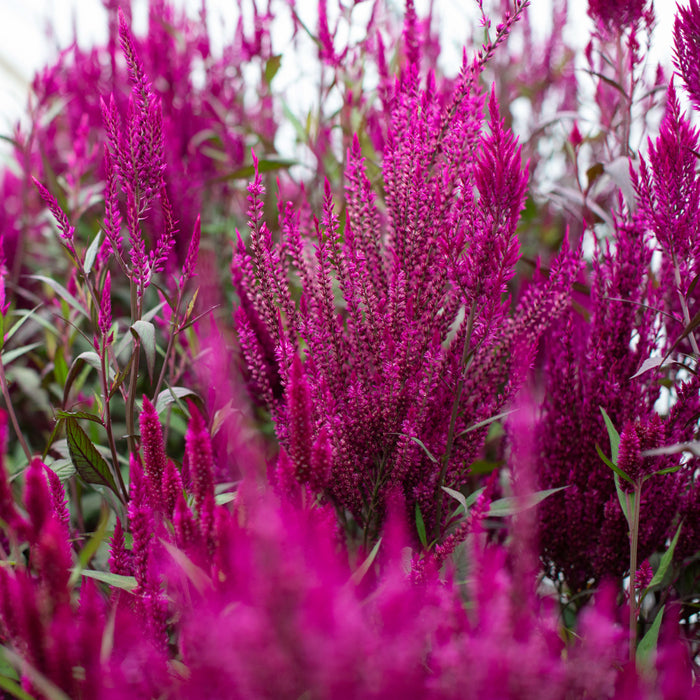 A close up of Celosia Sangria Mix
