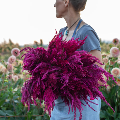 An armload of Celosia Sangria Mix