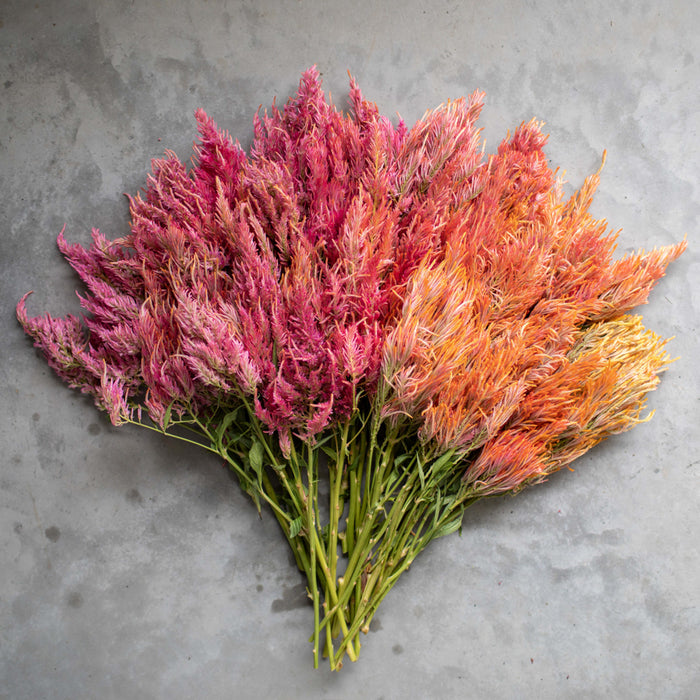 An overhead of Celosia Spun Sugar