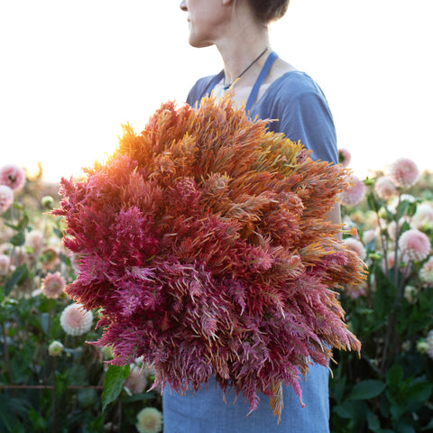 An armload of Celosia Spun Sugar