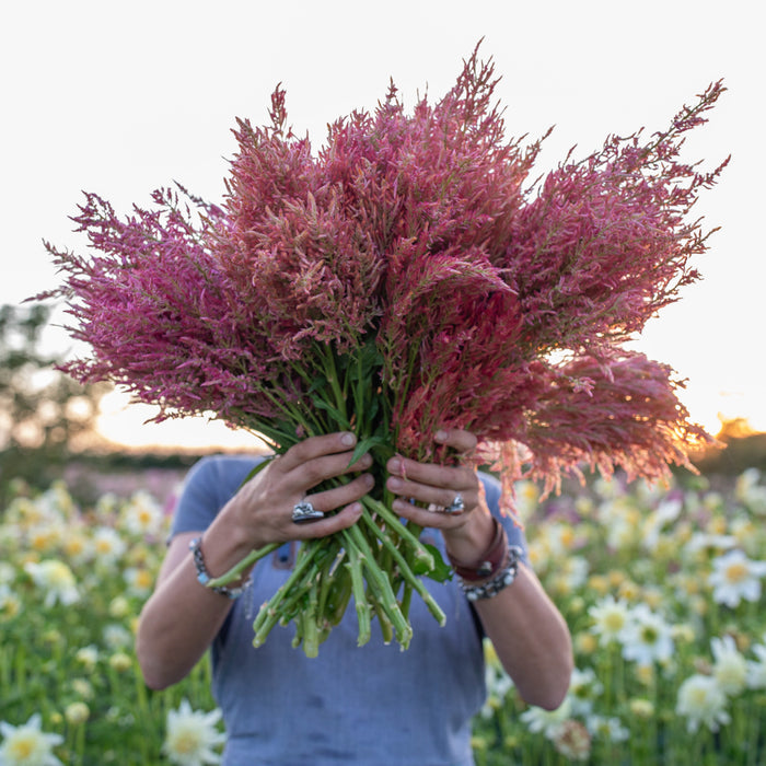 A handful of Celosia Spun Sugar