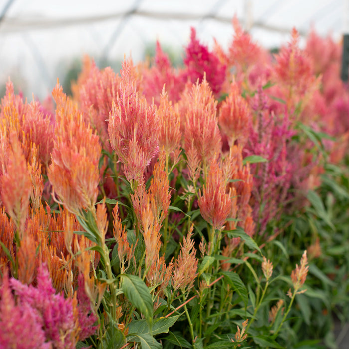 Celosia Spun Sugar growing in the field