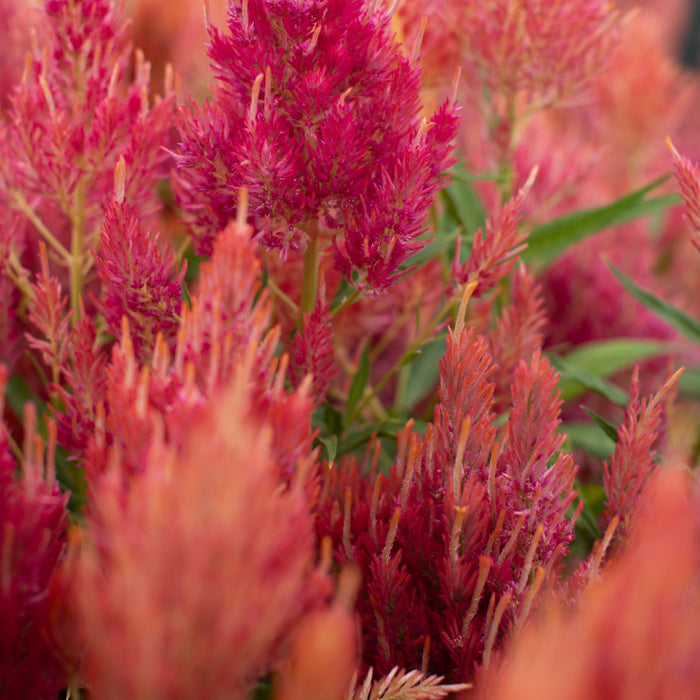 A close up of Celosia Spun Sugar