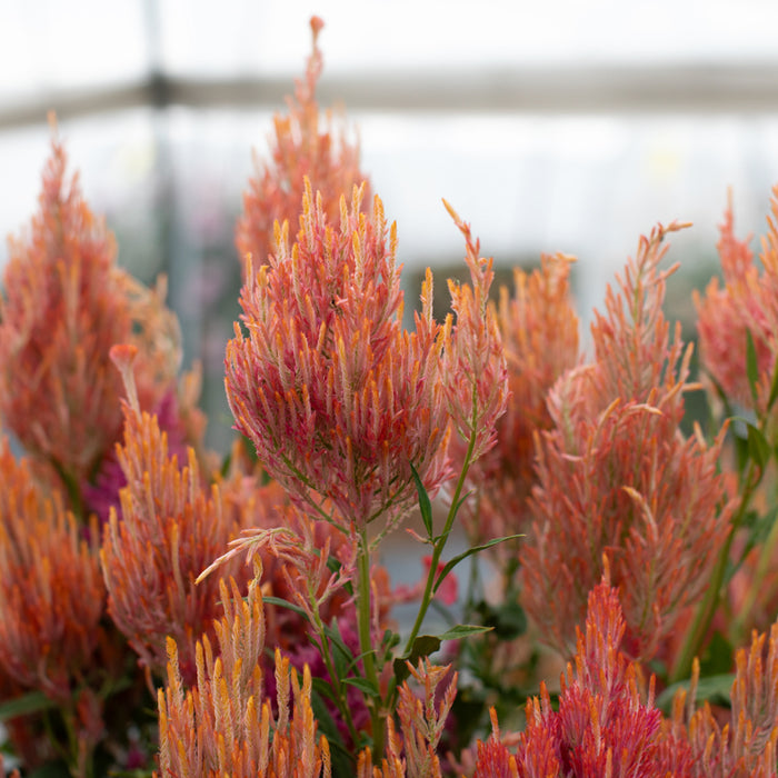 A close up of Celosia Spun Sugar