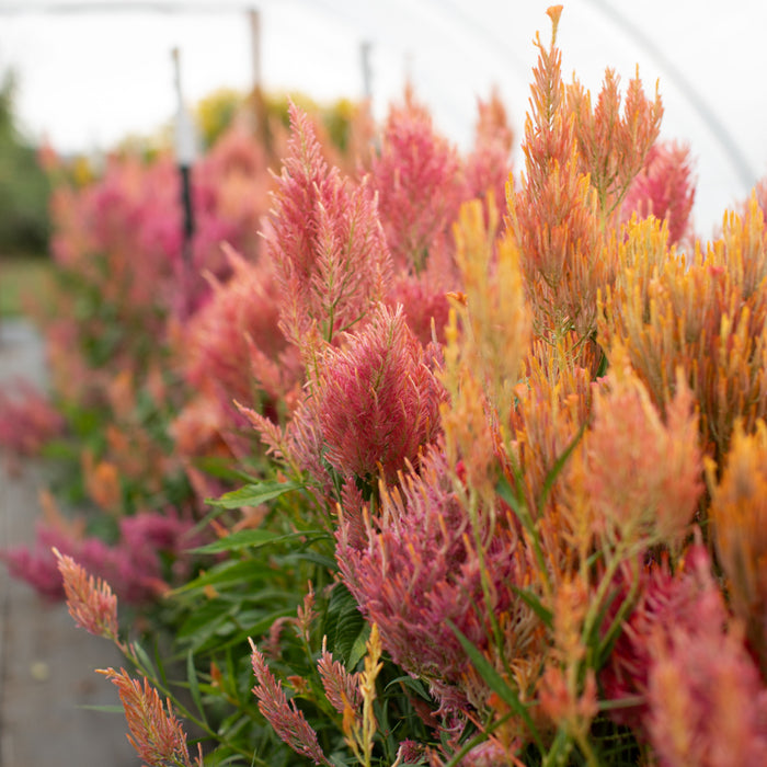 Celosia Spun Sugar growing in the field