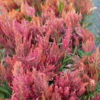 Celosia Spun Sugar growing in the field