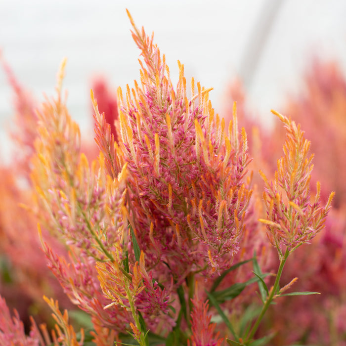 A close up of Celosia Spun Sugar