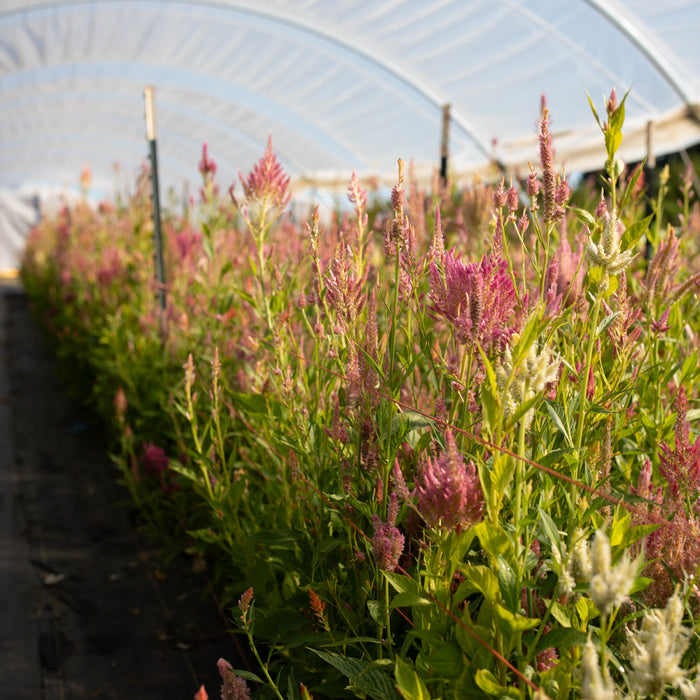 Celosia Summer Sherbet growing in the field