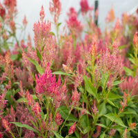 Celosia Summer Sherbet growing in the field