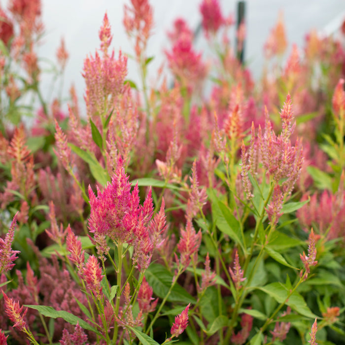 Celosia Summer Sherbet growing in the field