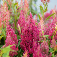 A close up of Celosia Summer Sherbet