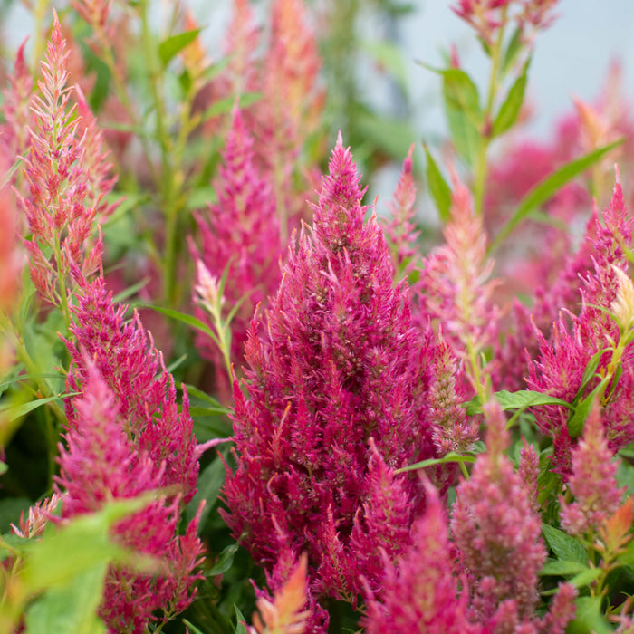 A close up of Celosia Summer Sherbet