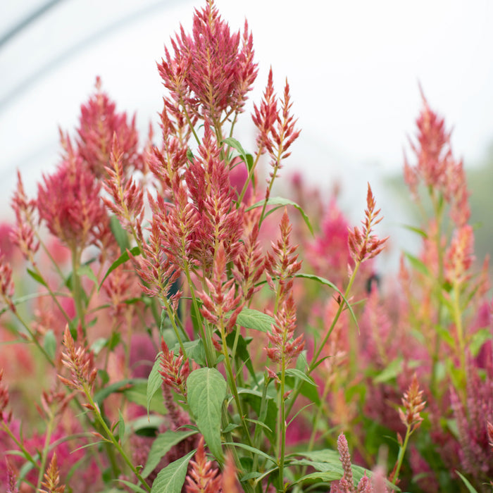 Celosia Summer Sherbet growing in the field