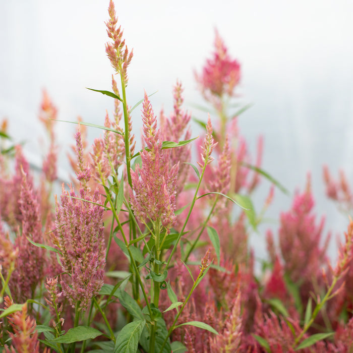 Celosia Summer Sherbet growing in the field