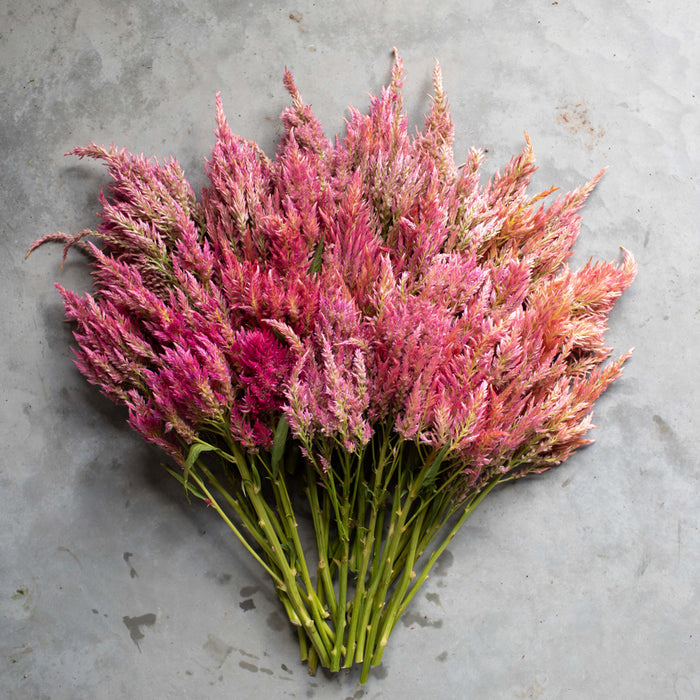An overhead of Celosia Summer Sherbet