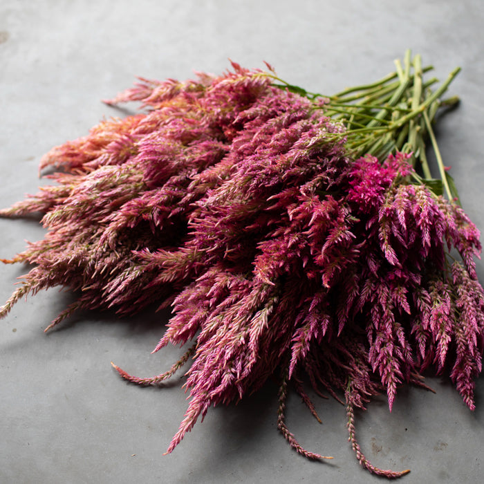 A close up of Celosia Summer Sherbet