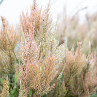 A close up of Celosia Vintage Rose